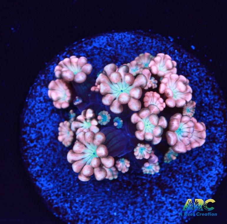 ARC Cotton Candy Alveopora