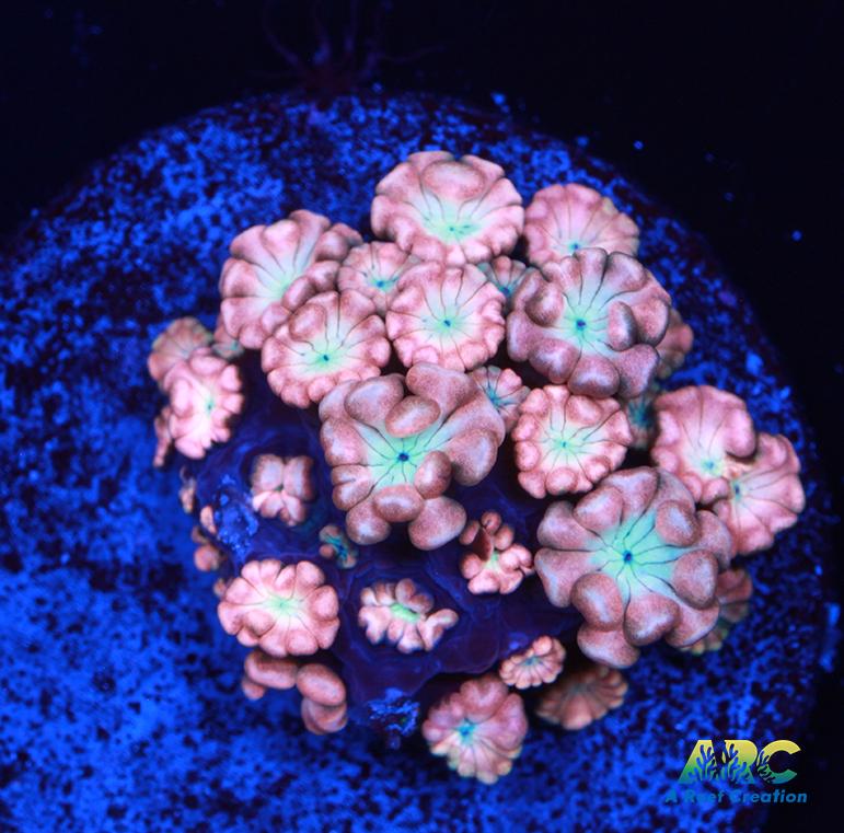 ARC Cotton Candy Alveopora