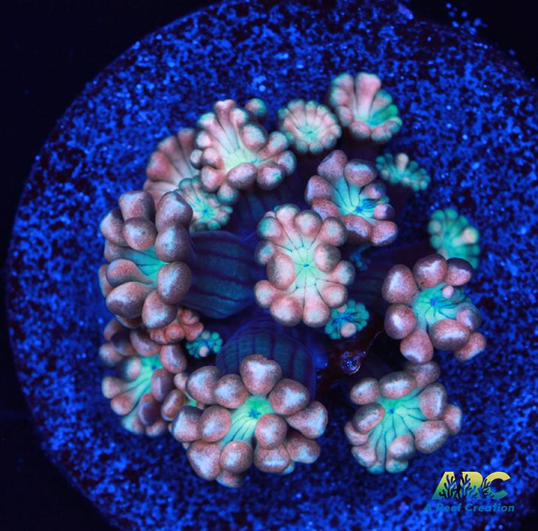 ARC Cotton Candy Alveopora