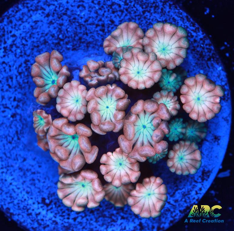 ARC Cotton Candy Alveopora