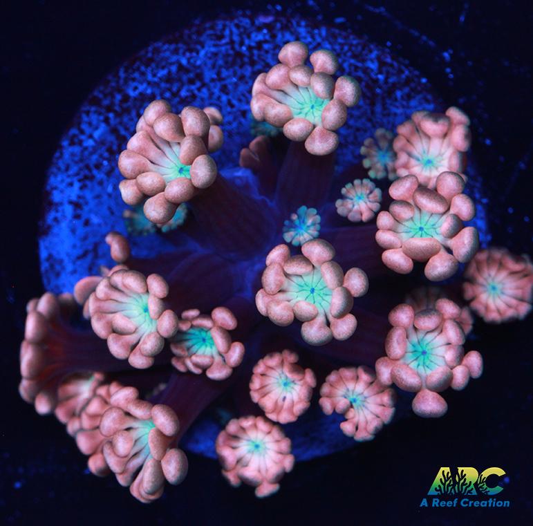 ARC Cotton Candy Alveopora