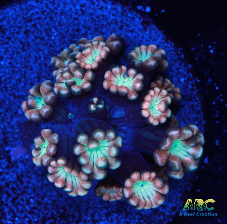 ARC Cotton Candy Alveopora