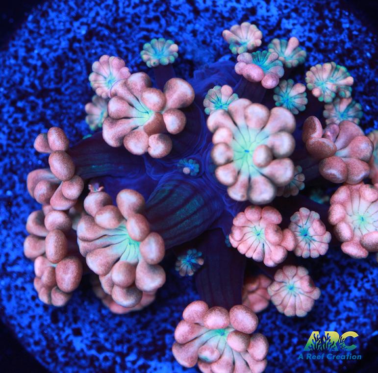 ARC Cotton Candy Alveopora
