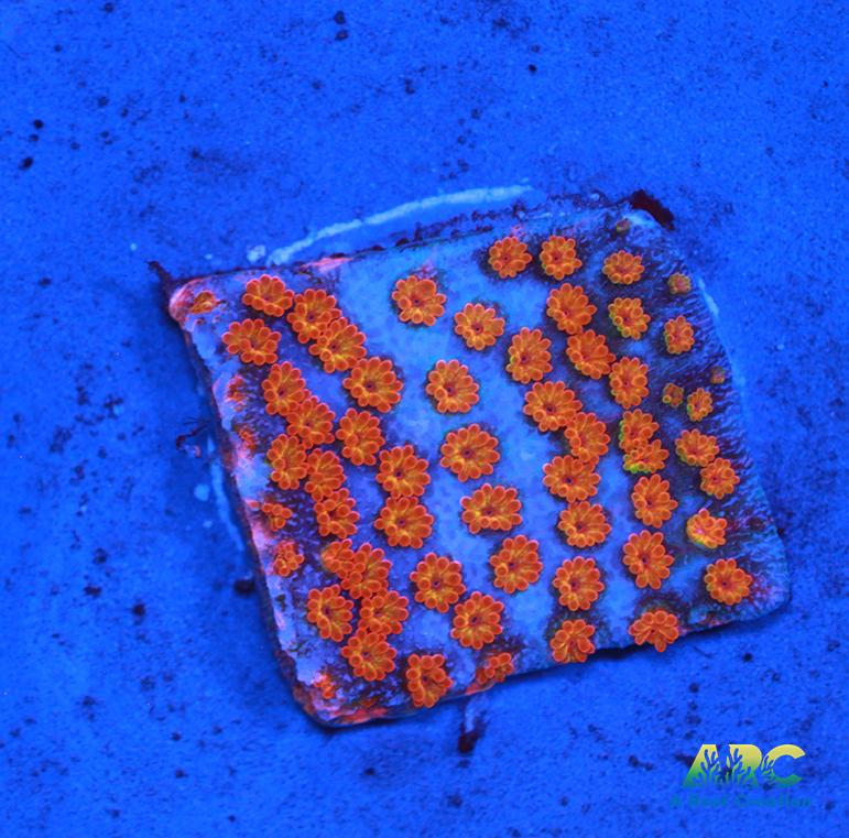 ECC Confused Rainbow Monti