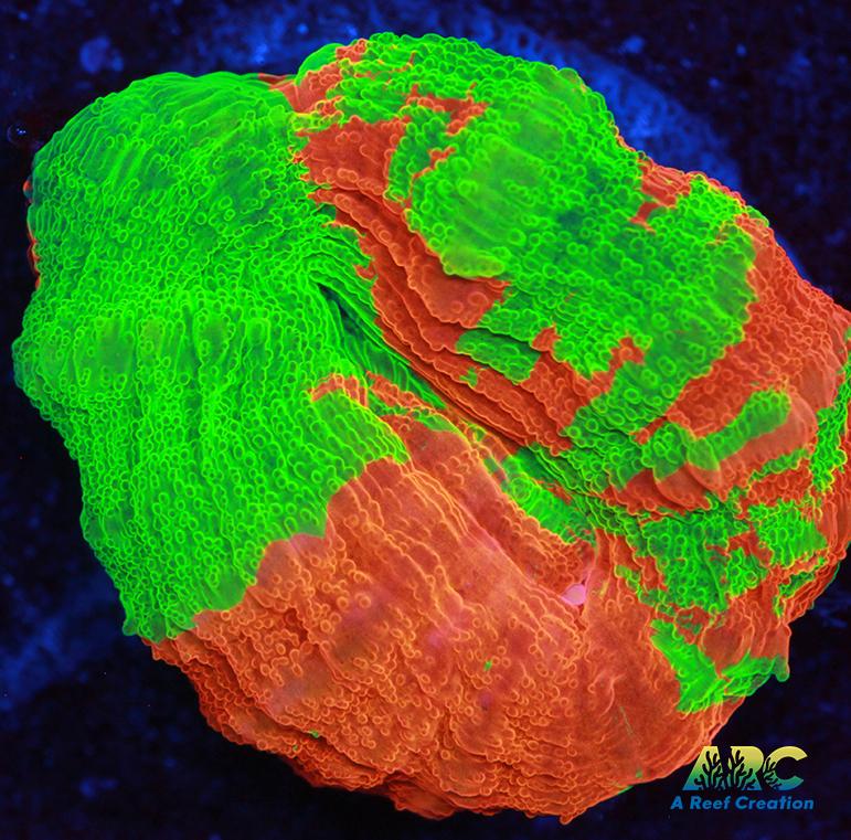 Mini Bleading Apple Scoly Frag