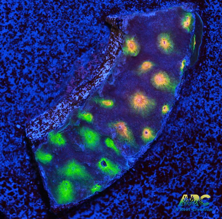 ARC Monet's Madness Cyphastrea