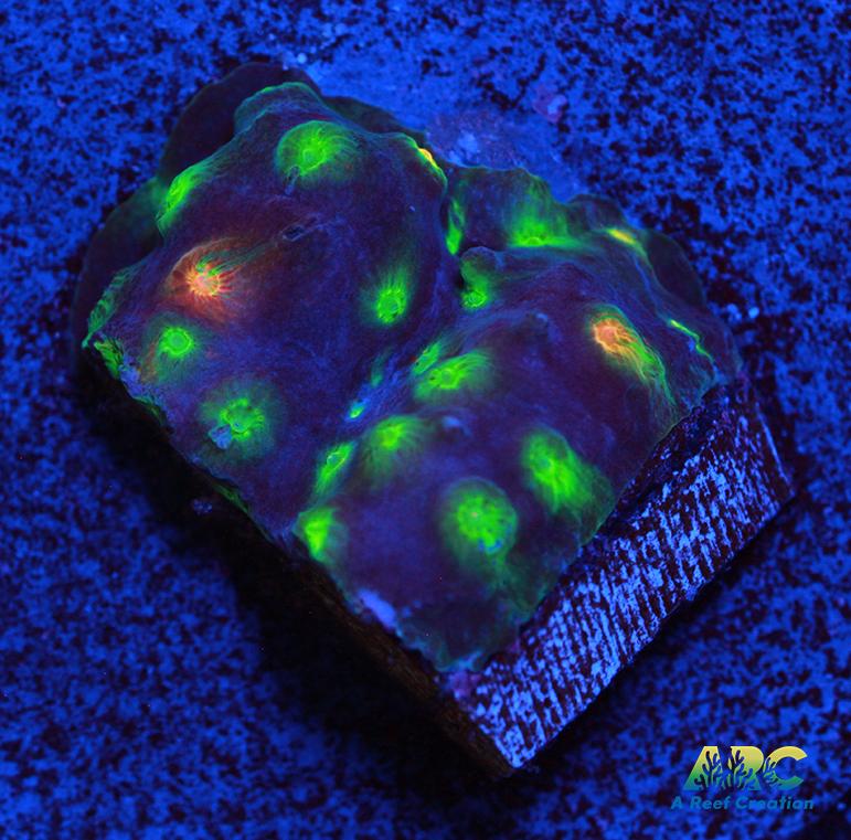 ARC Monet's Madness Cyphastrea