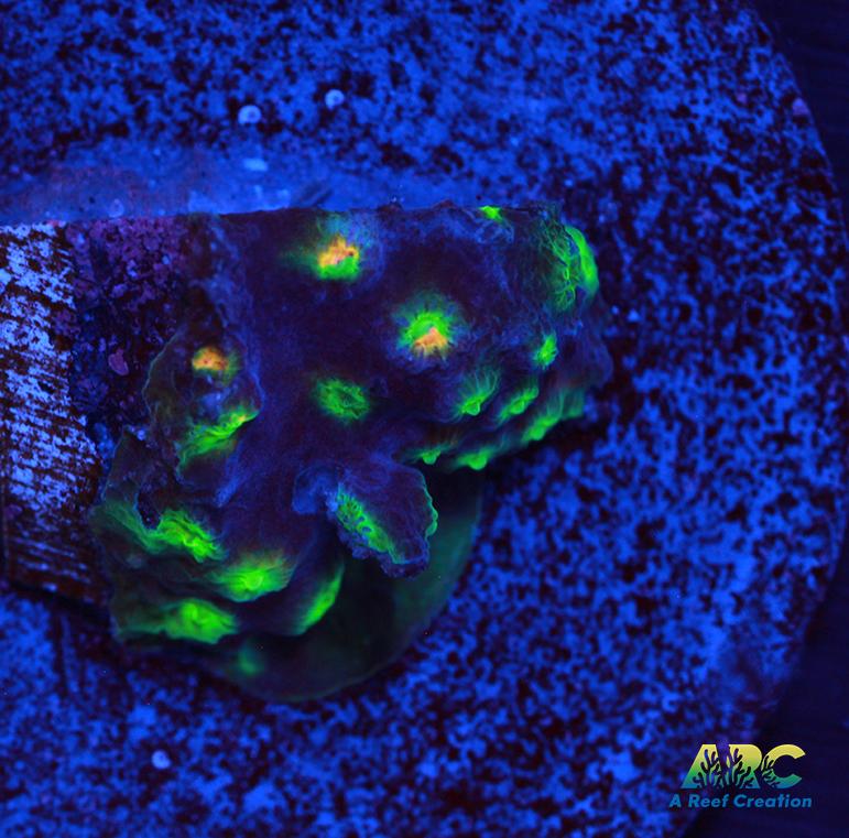 ARC Monet's Madness Cyphastrea