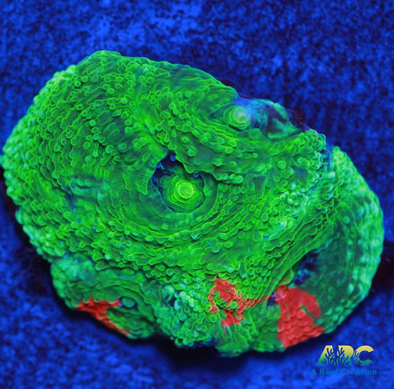 Brent's Bleeding Apple Bower