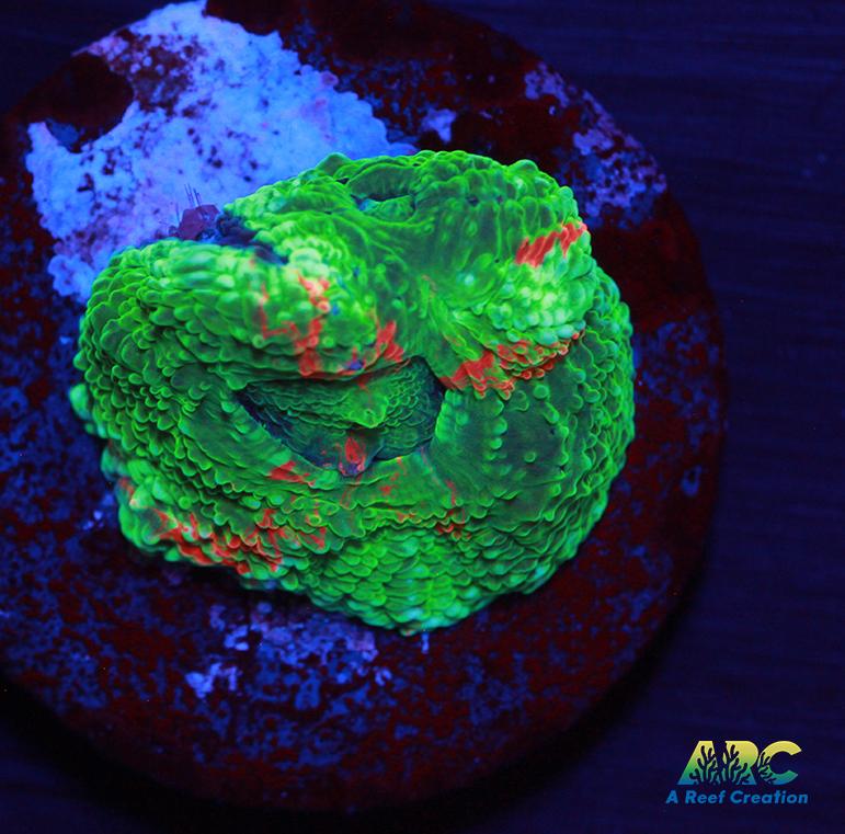 Brent's Bleeding Apple Bower