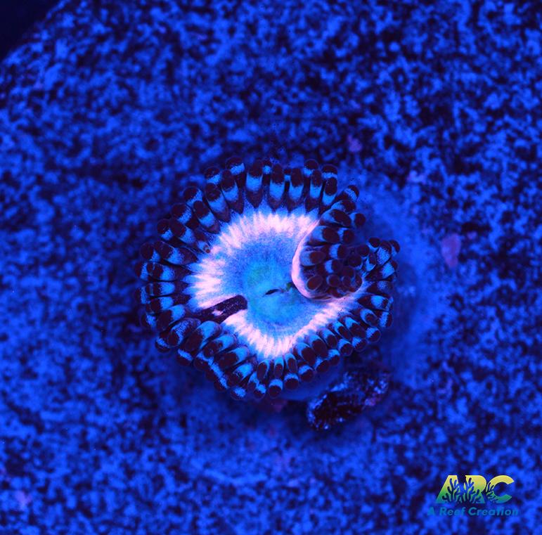 CC Pink Constellation