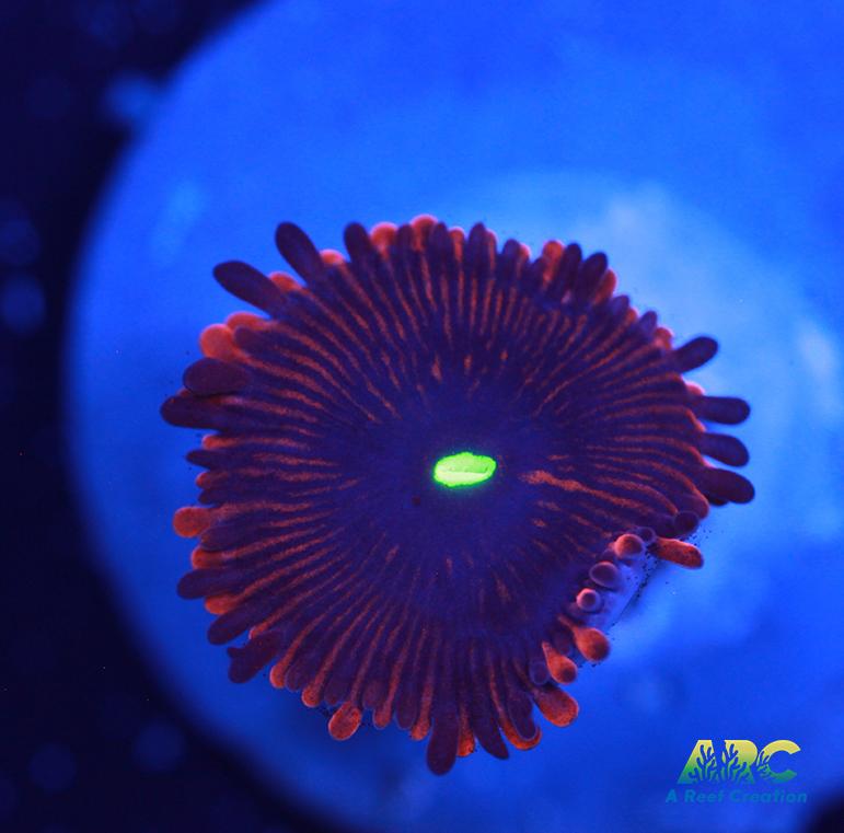 Electric Red People Eaters