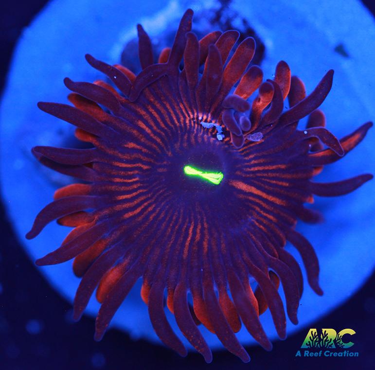 Electric Red People Eaters