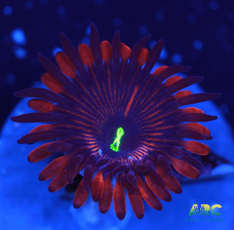 Electric Red People Eaters