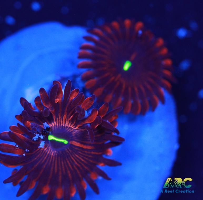 Electric Red People Eaters