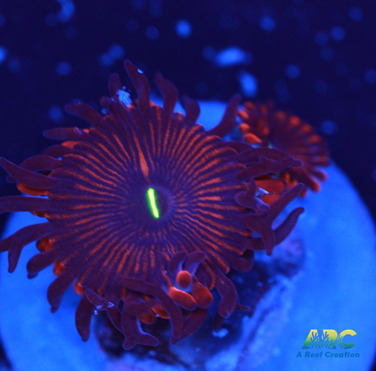 Electric Red People Eaters