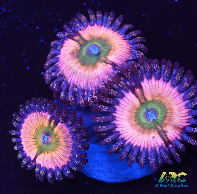 CB Rainbow Infusions