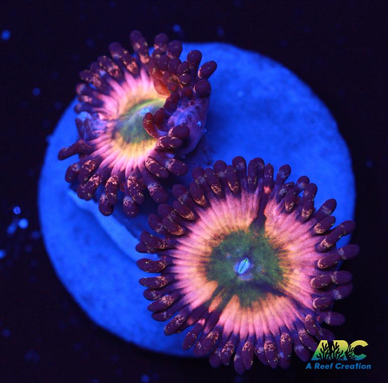 CB Rainbow Infusions