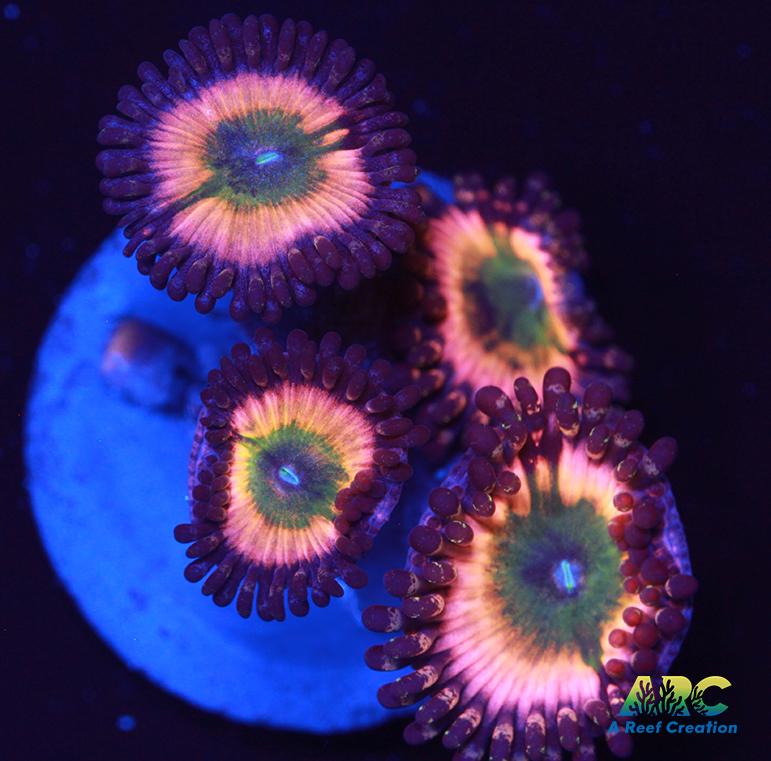 CB Rainbow Infusions