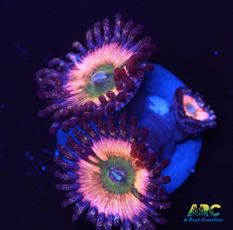 CB Rainbow Infusions