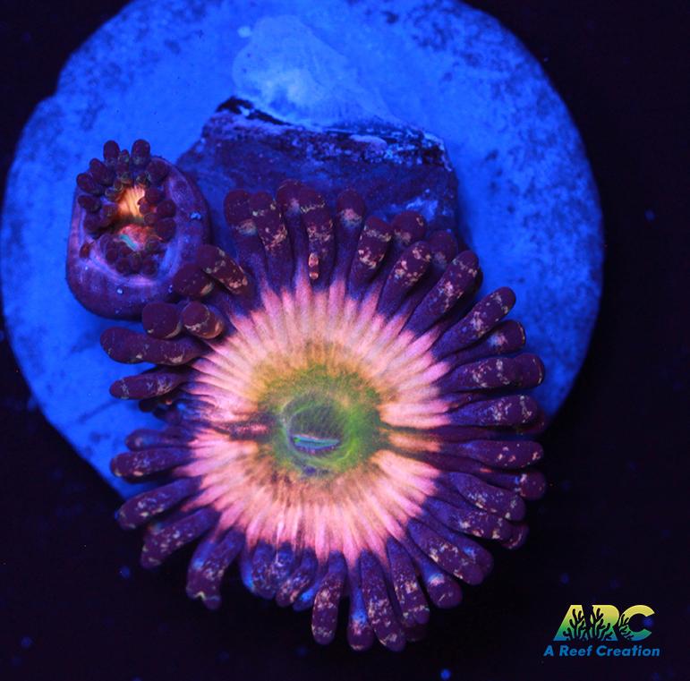 CB Rainbow Infusions