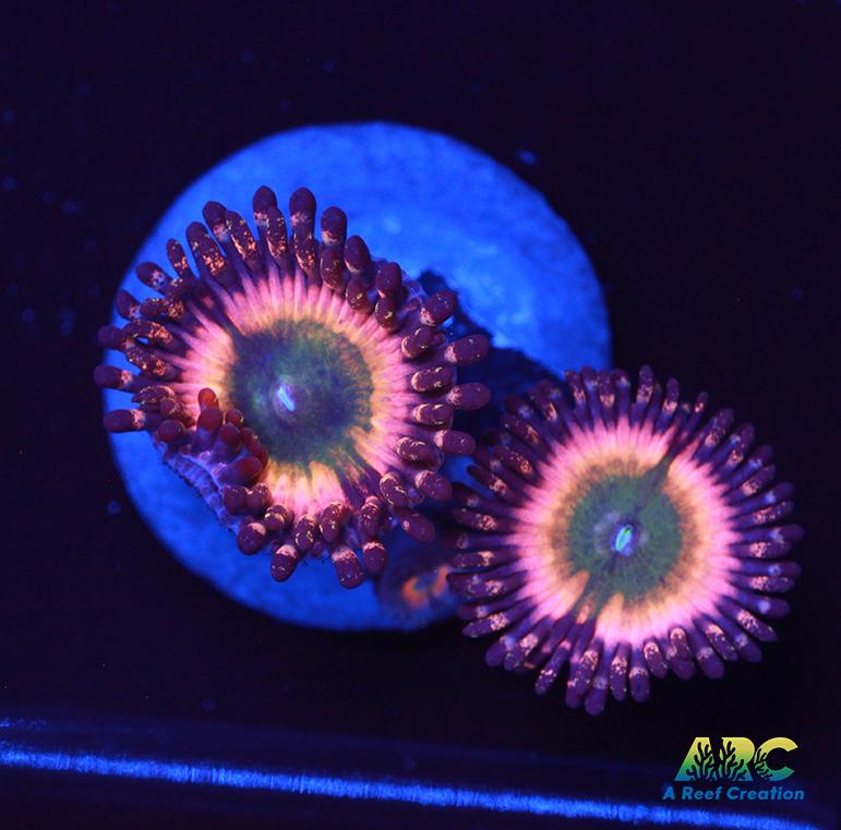 CB Rainbow Infusions