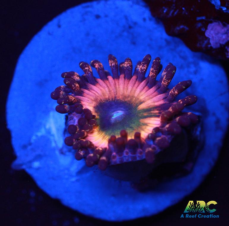 CB Rainbow Infusions