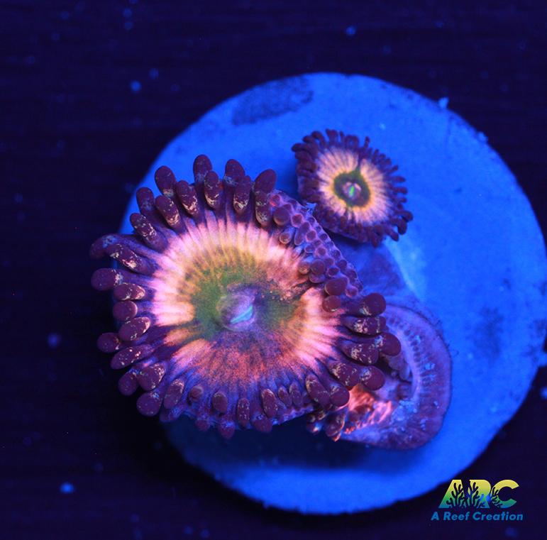 CB Rainbow Infusions