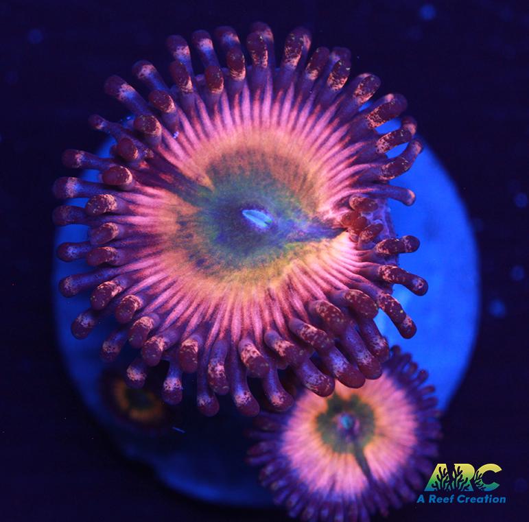 CB Rainbow Infusions