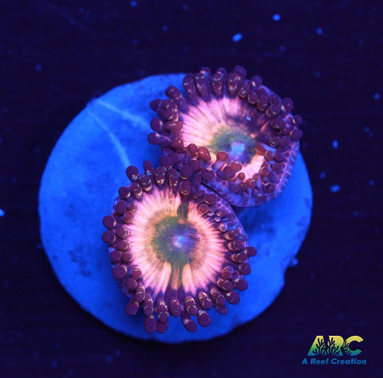 CB Rainbow Infusions