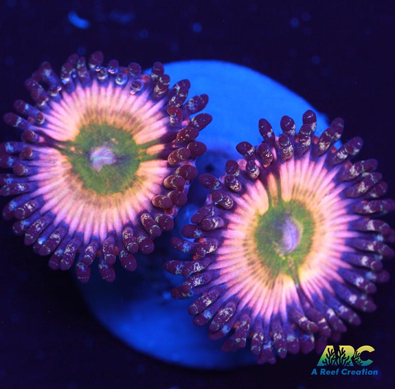 CB Rainbow Infusions