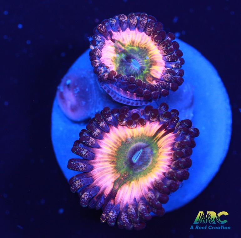 CB Rainbow Infusions