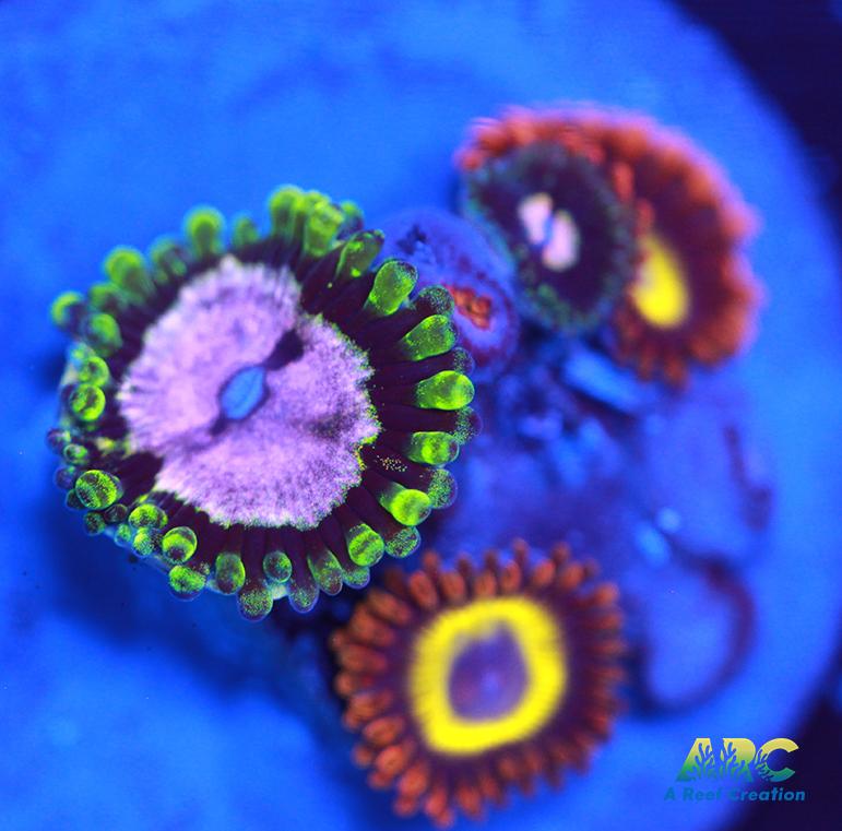 Blondies Purple Monster Combo