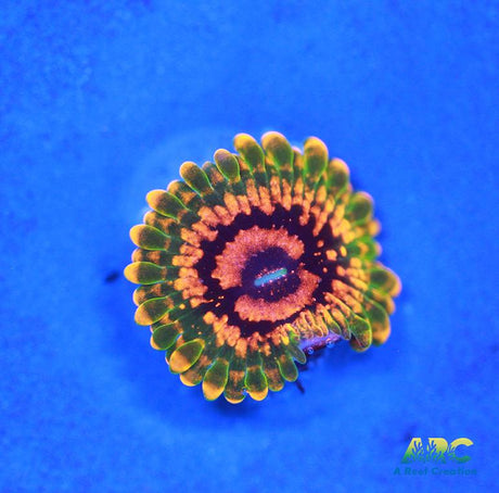 GB Grand Master Krak