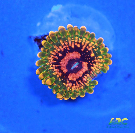 GB Grand Master Krak