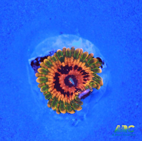 GB Grand Master Krak