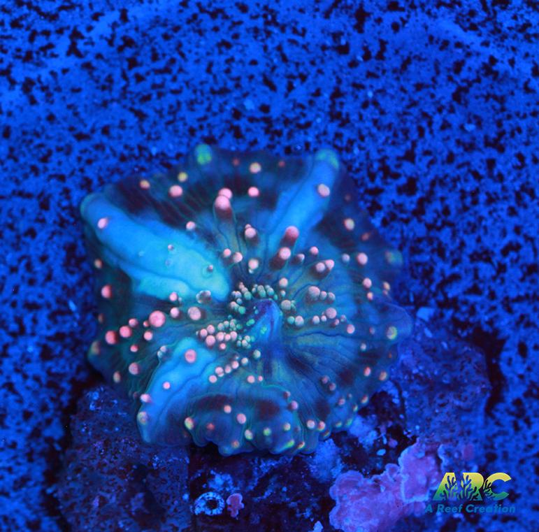 Dragonlady Bounce Mushroom