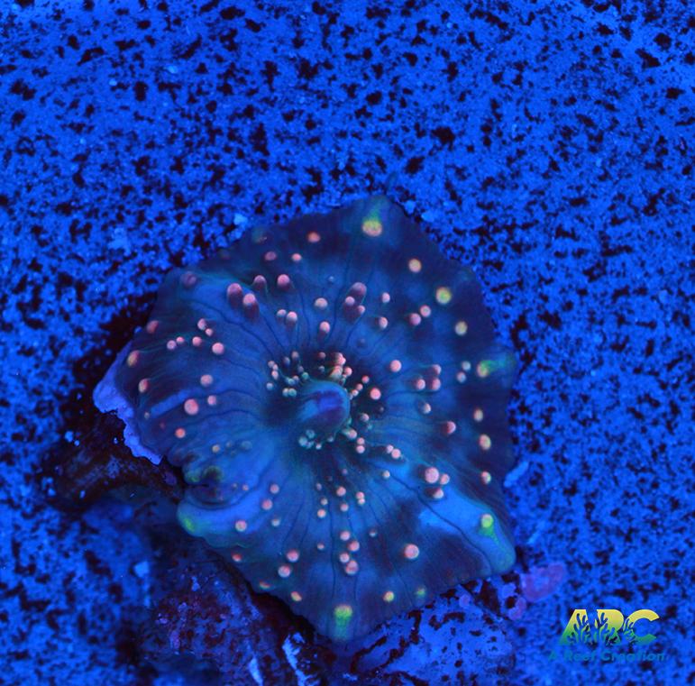 Dragonlady Bounce Mushroom