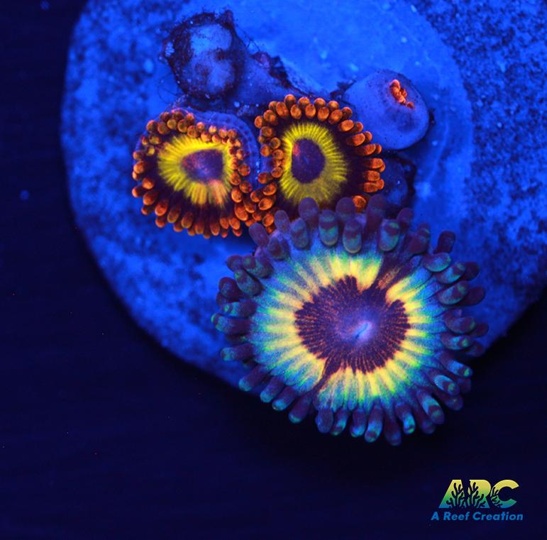 Blondies Vamps in Drag Combo