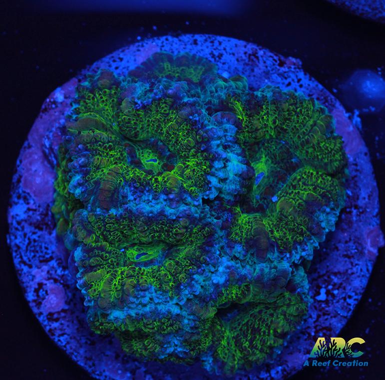 Green Acan