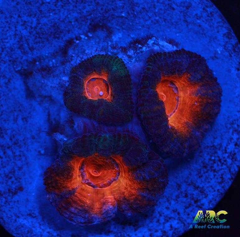 Red Acan