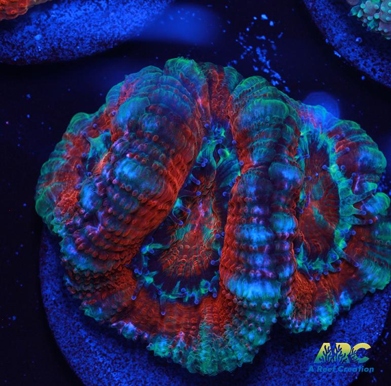 Red and Teal Acan