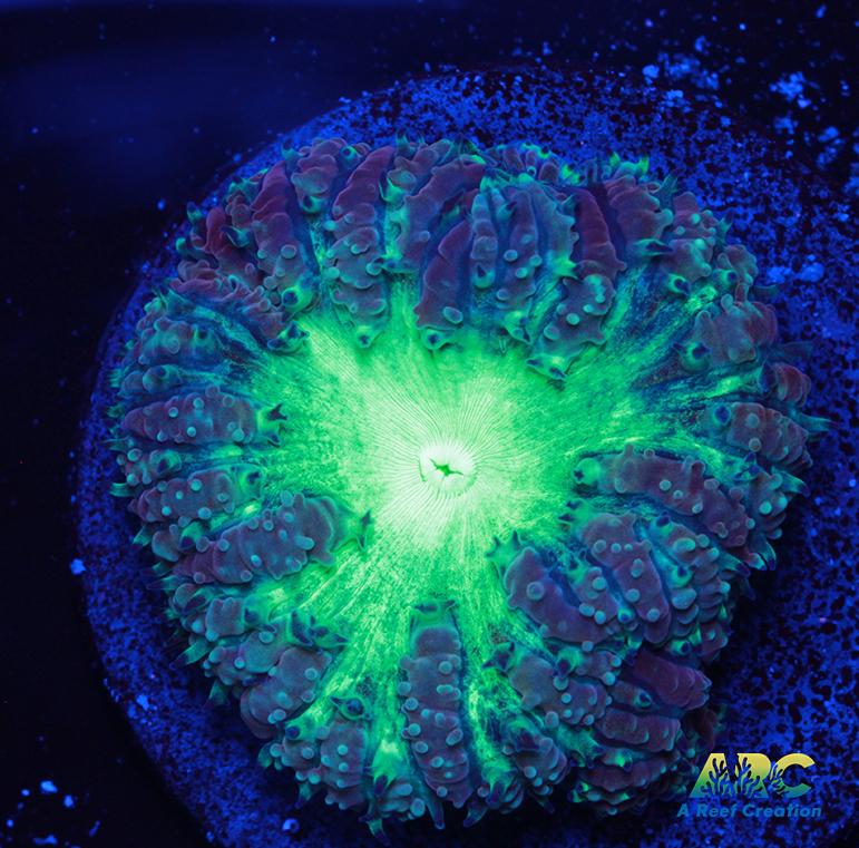 ARC Mint Mojito Blasto