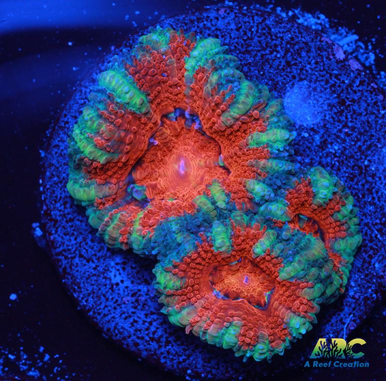 Red and Teal Acan