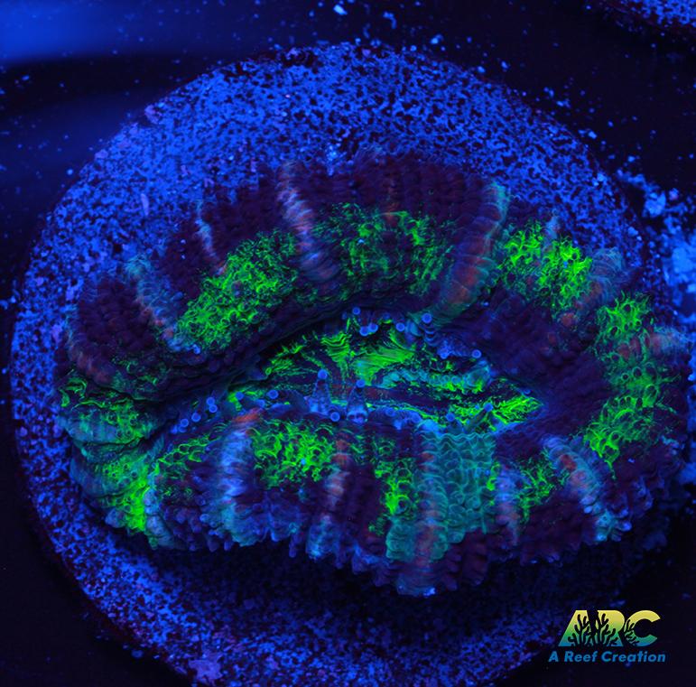 Nice Green Acan