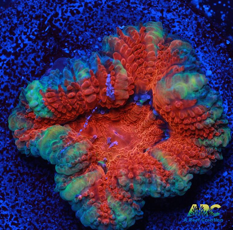Red and Teal Acan
