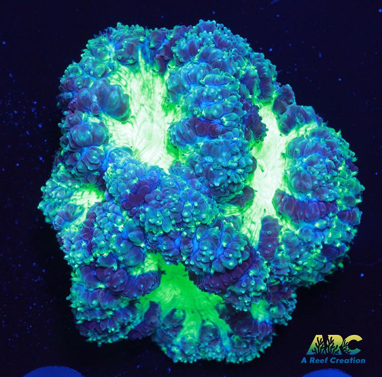 ARC Mint Mojito Blaso