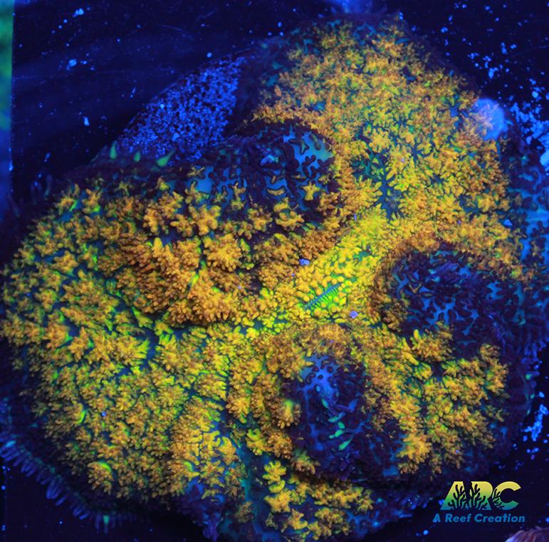 Fall Foliage Rhodactis