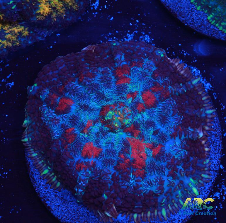 Blood Moon Rhodactis