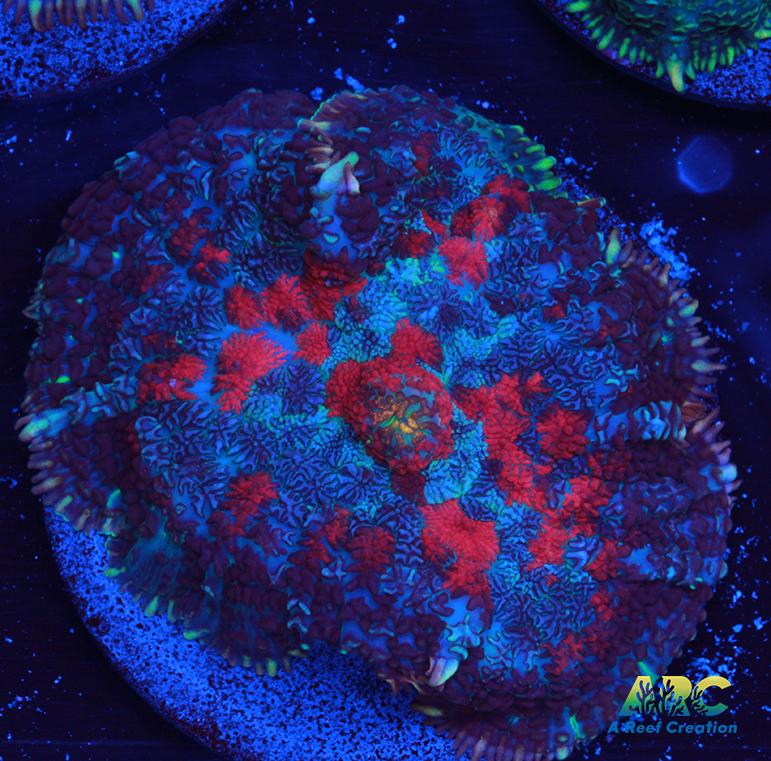 Blood Moon Rhodactis